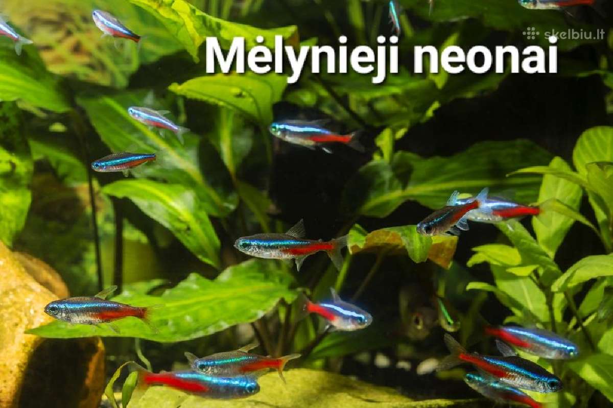 Didelis akvariuminių žuvyčių pasirinkimas - nuotraukos Nr. 6