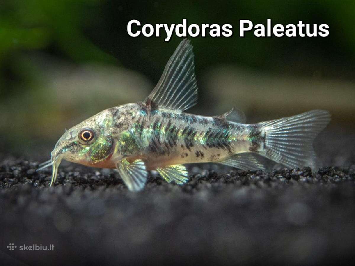 Didelis akvariuminių žuvyčių pasirinkimas - nuotraukos Nr. 8