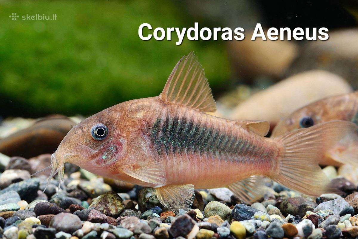 Didelis akvariuminių žuvyčių pasirinkimas - nuotraukos Nr. 10