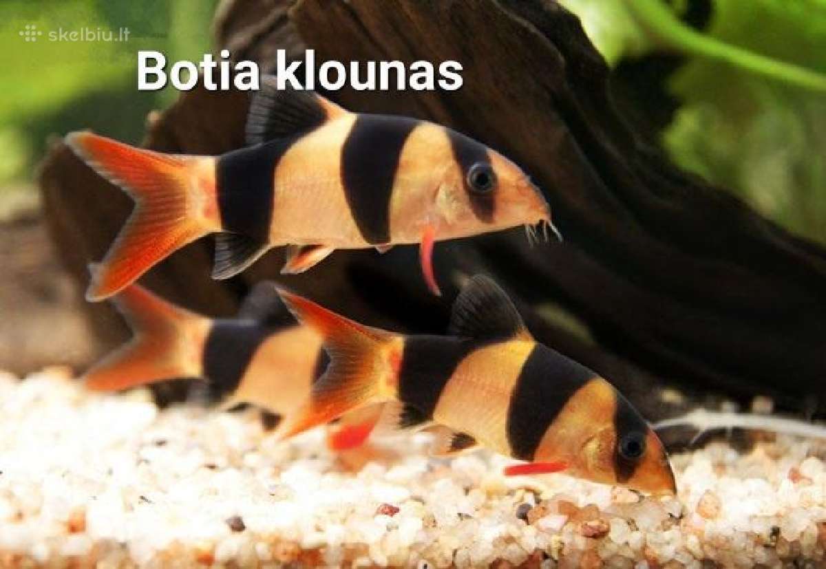 Didelis akvariuminių žuvyčių pasirinkimas - nuotraukos Nr. 3