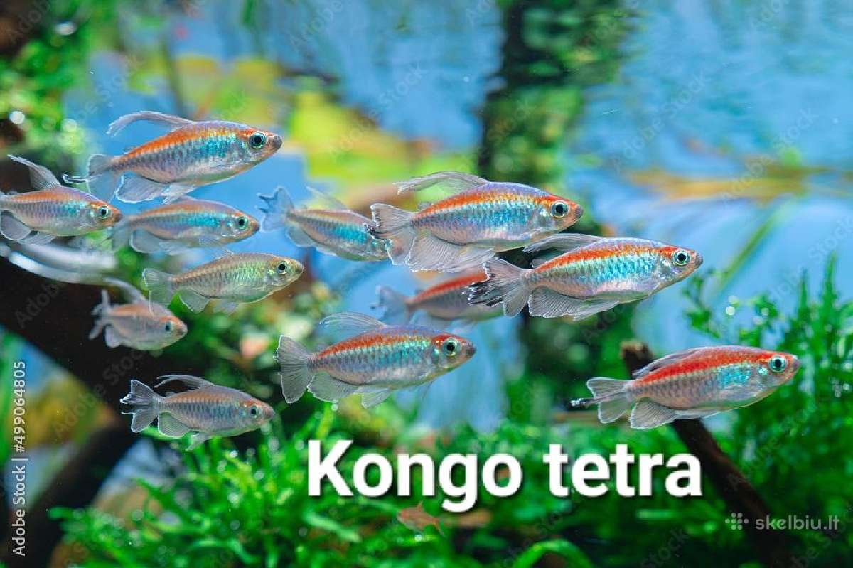 Didelis akvariuminių žuvyčių pasirinkimas - nuotraukos Nr. 4