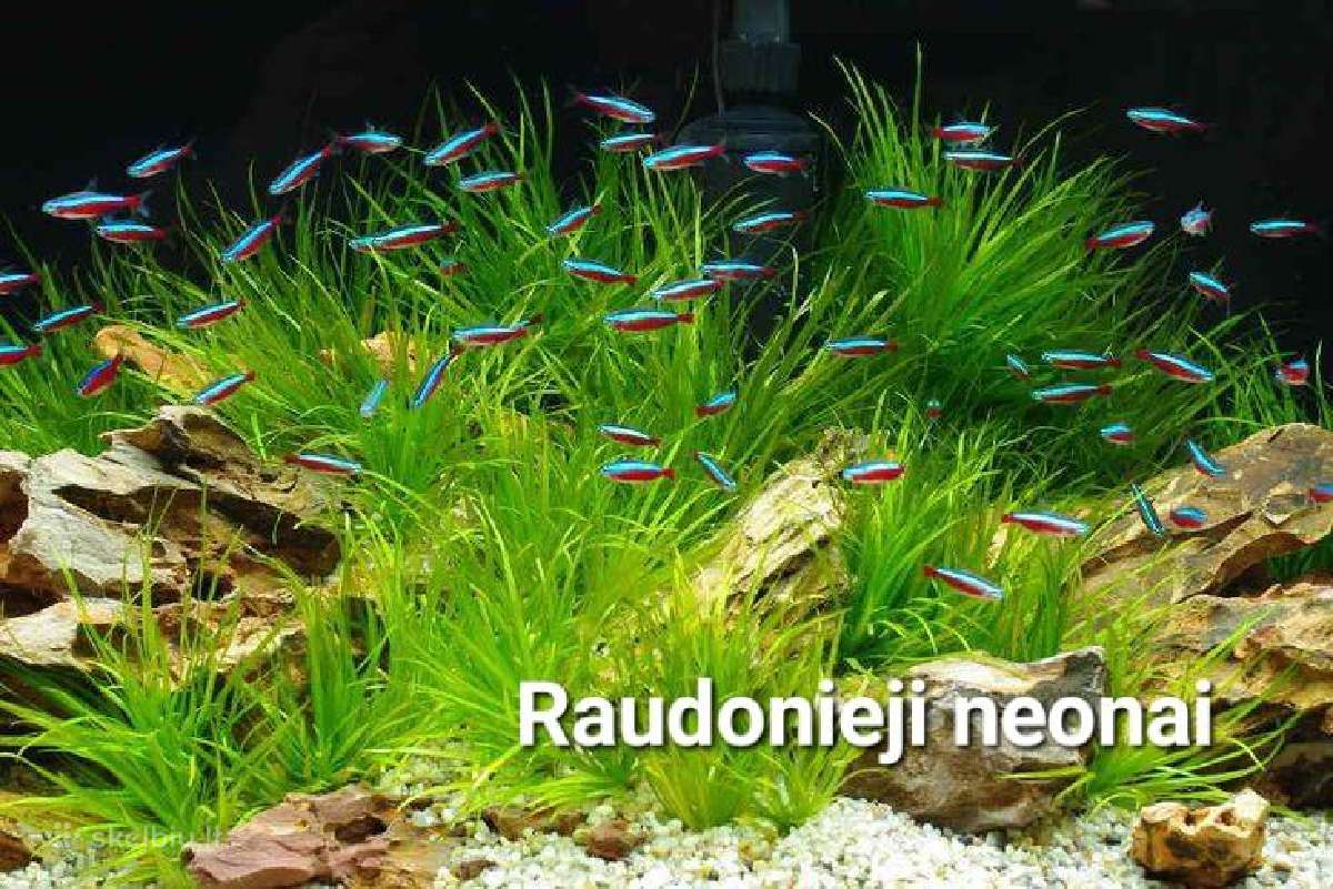 Didelis akvariuminių žuvyčių pasirinkimas - nuotraukos Nr. 7
