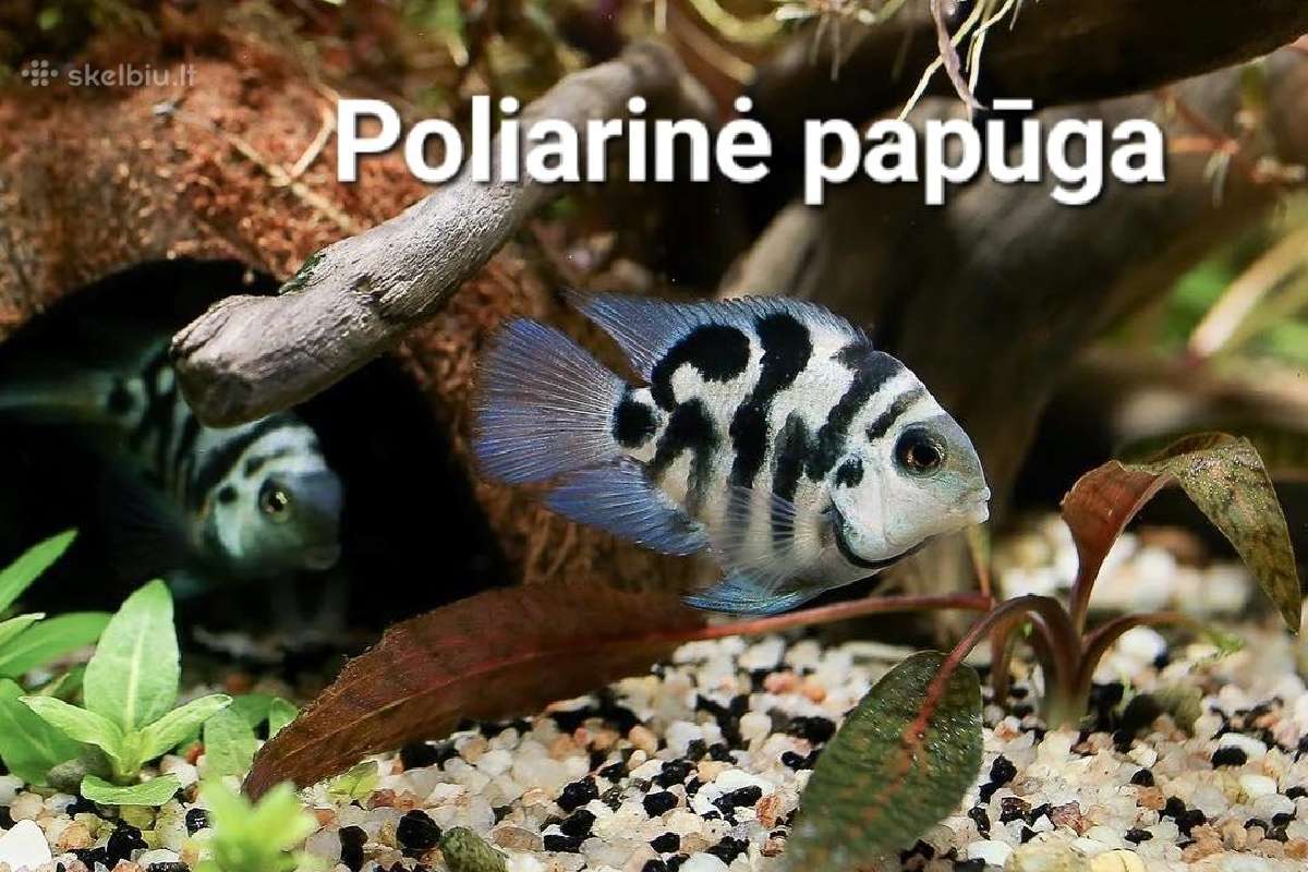 Didelis akvariuminių žuvyčių pasirinkimas - nuotraukos Nr. 5