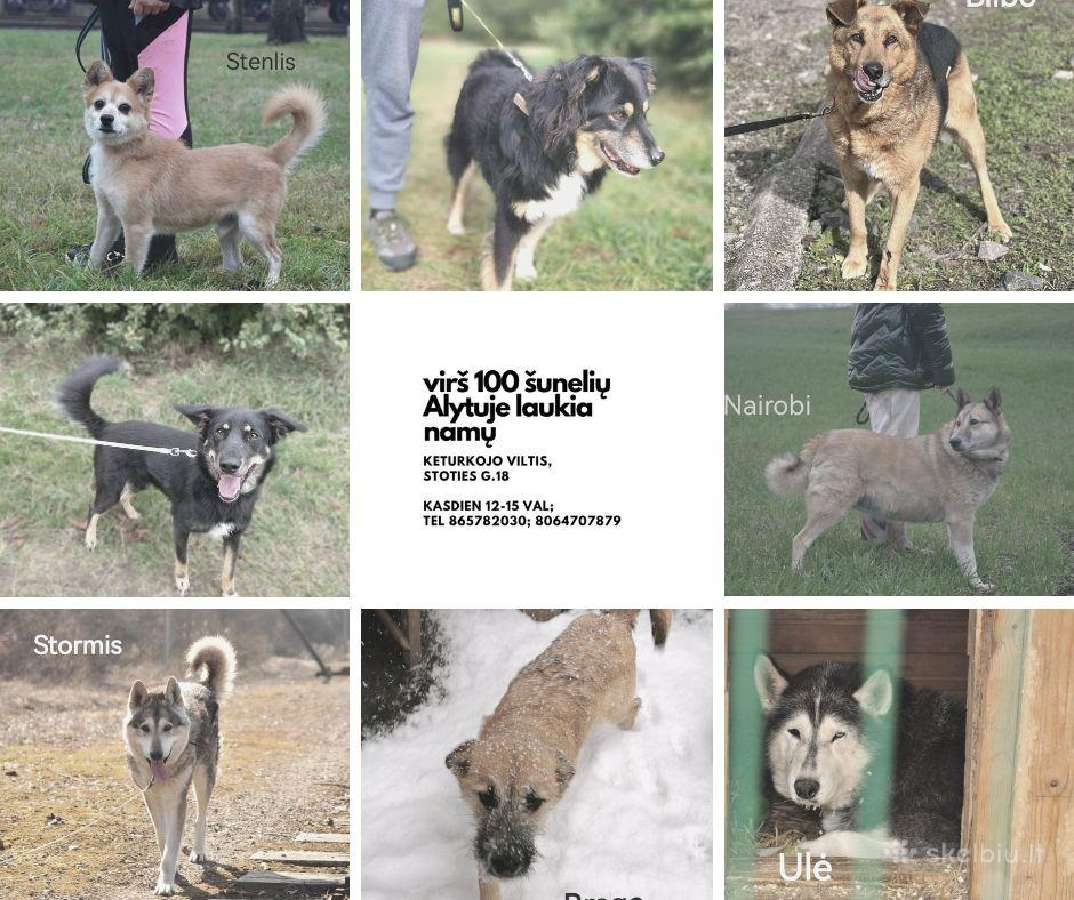 Alytuje išsirinkite sau gyvūną Net iš 350 - nuotraukos Nr. 16