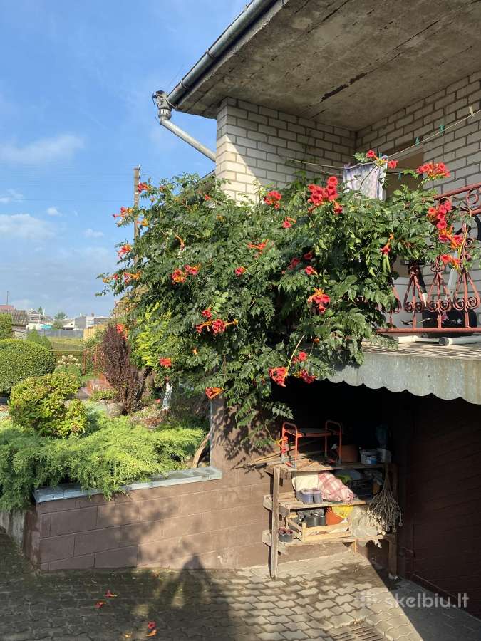 Parduodami Kamsis vijoklis daigai