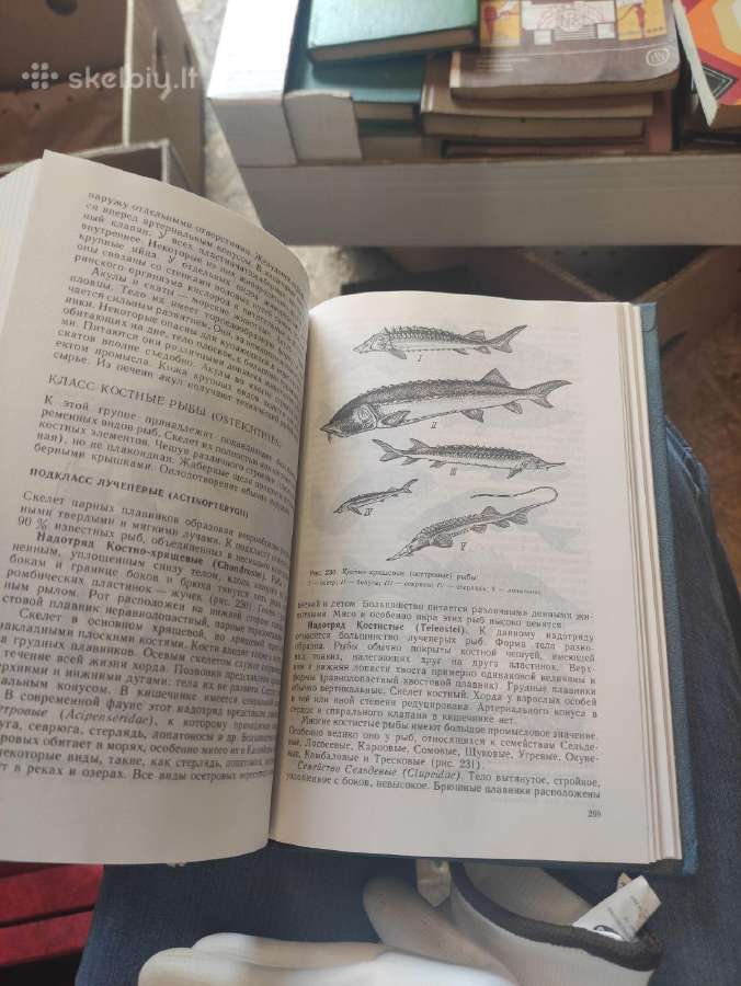 Zoologijos vadovėlis.учебник Зоологии. - nuotraukos Nr. 5