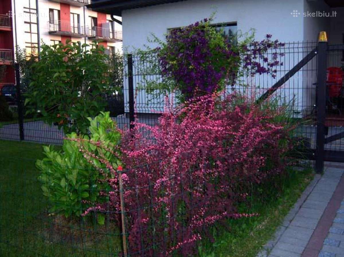 Kotinis Svyrantis maumedis, Raugerškis, Kadagys - nuotraukos Nr. 13