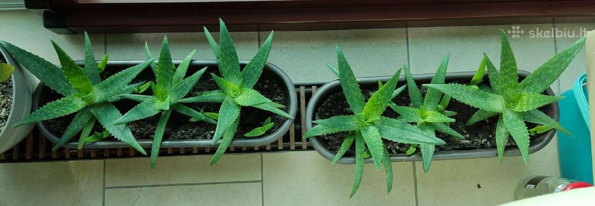 Alijošiai (lot. Aloe arborescens, Aloe maculata) - nuotraukos Nr. 2