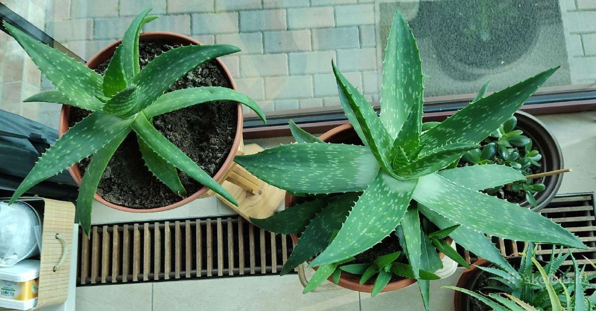 Alijošiai (lot. Aloe arborescens, Aloe maculata) - nuotraukos Nr. 3
