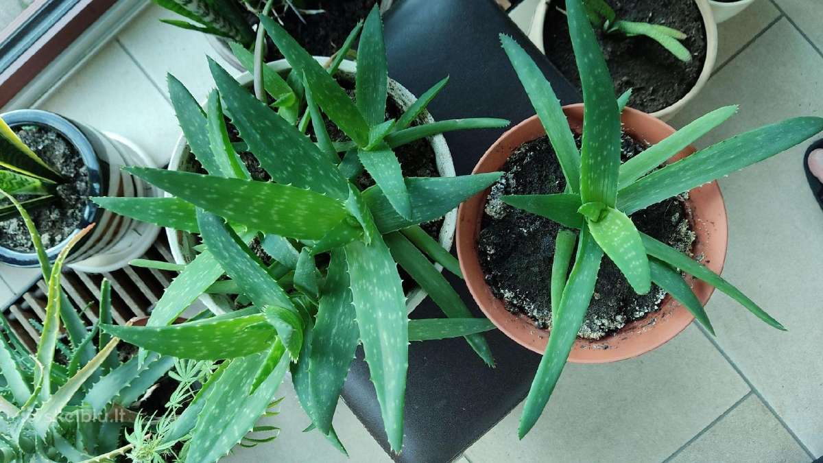 Alijošiai (lot. Aloe arborescens, Aloe maculata)