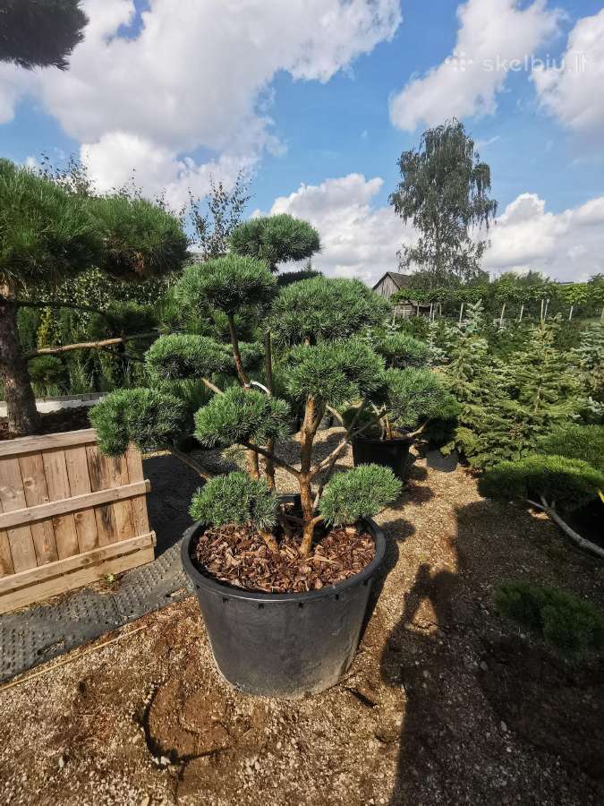 Tujos Smaragd-brabant, dekoratyvinės pušelės, - nuotraukos Nr. 26