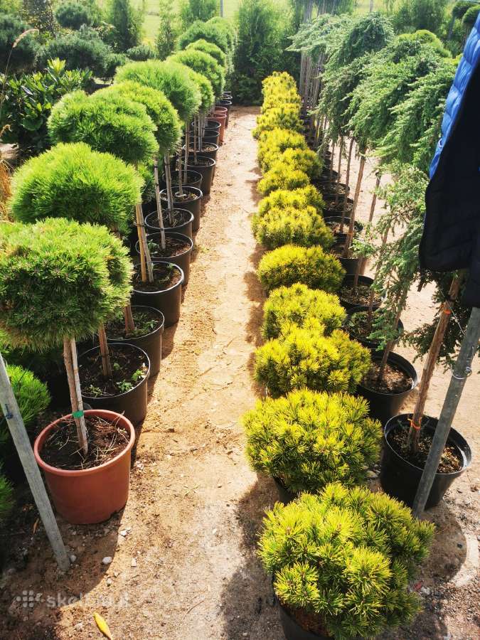 Tujos Smaragd-brabant, dekoratyvinės pušelės, - nuotraukos Nr. 28