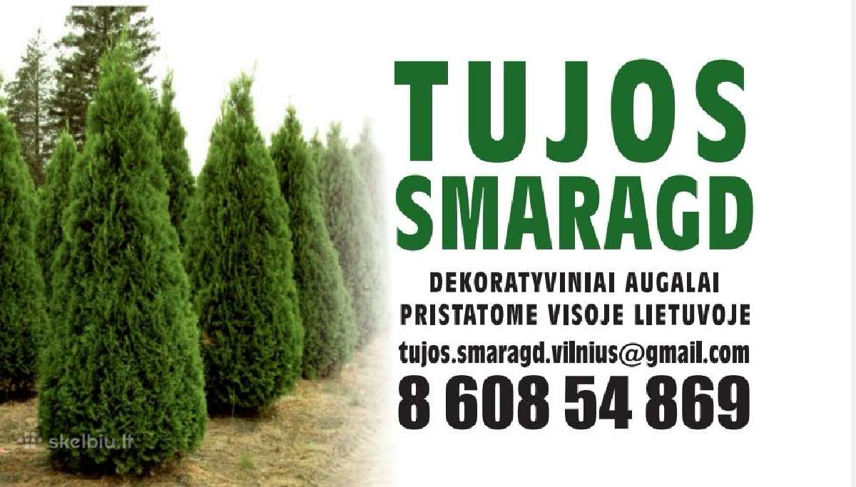 Tujos Smaragd-brabant, dekoratyvinės pušelės, - nuotraukos Nr. 38
