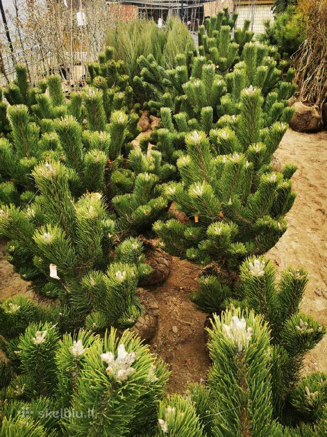 Tujos Smaragd-brabant, dekoratyvinės pušelės, - nuotraukos Nr. 33