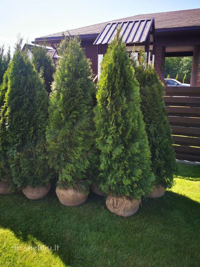 Tujos Smaragd-brabant, dekoratyvinės pušelės, - nuotraukos Nr. 4