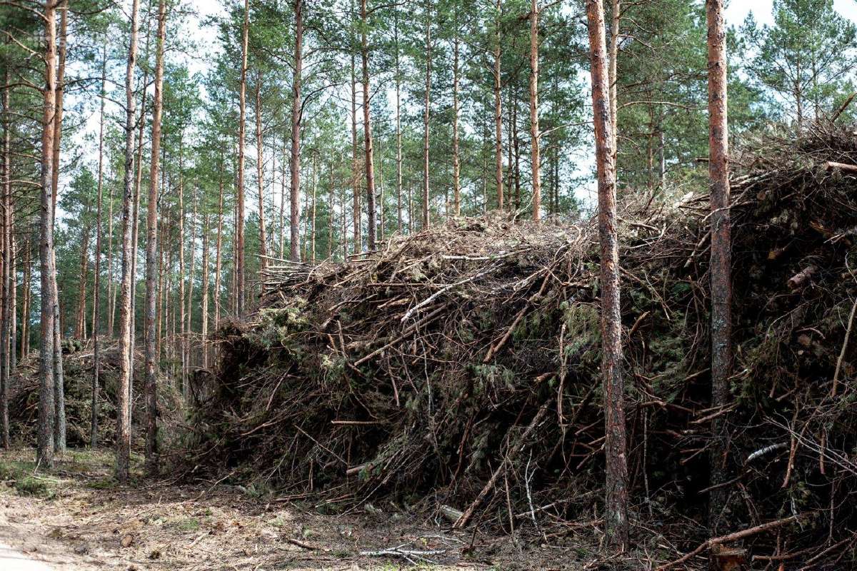 Apleistų pievų tvarkymas -krūmų kirtimas nemokamai - nuotraukos Nr. 2