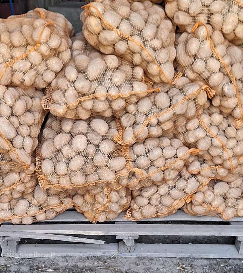 Bulves Marijampole Vilkaviskis pristatau nemokamai - nuotraukos Nr. 21