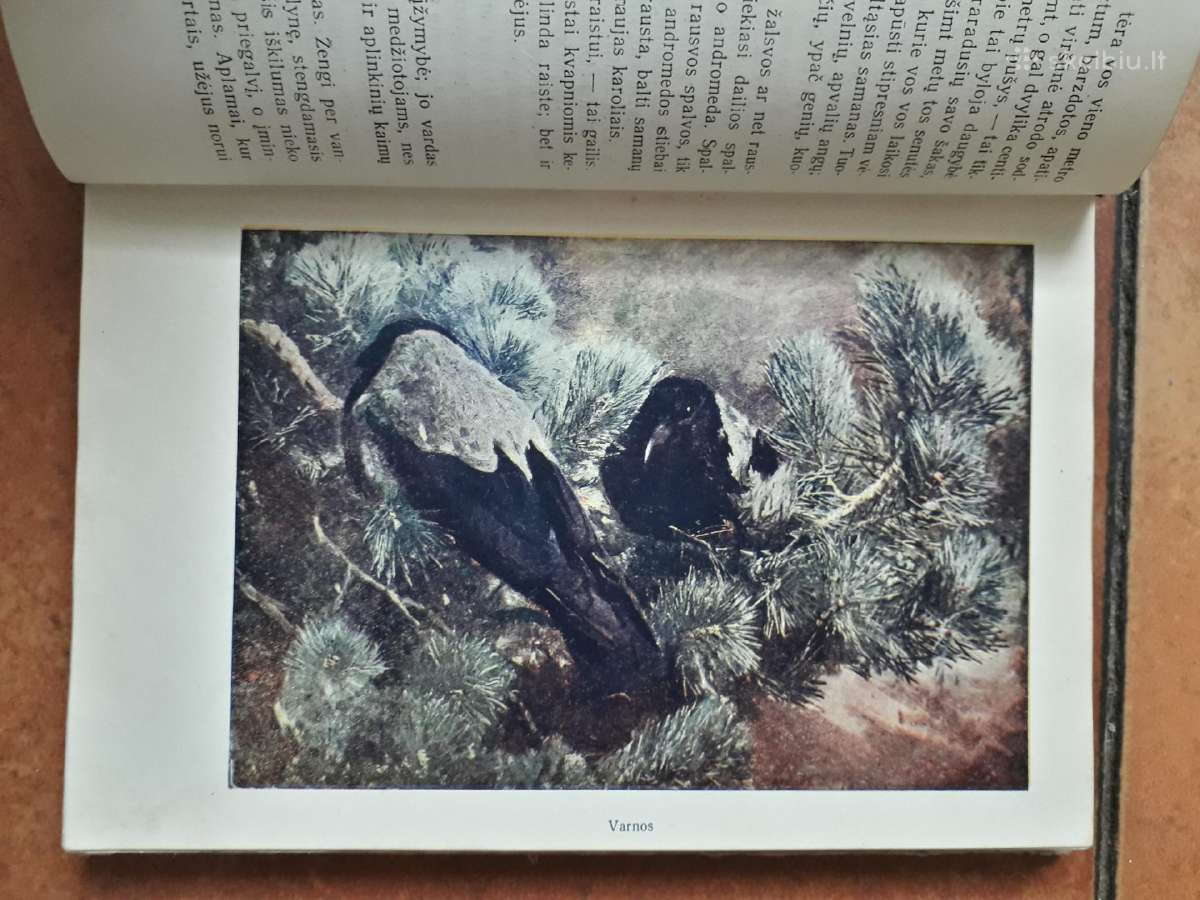 Tadas Ivanauskas "Gamtininko užrašai" 1955 metai - nuotraukos Nr. 6