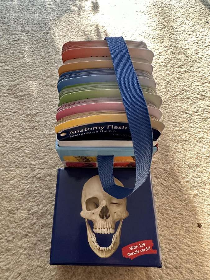 Anatomijos kortelių rinkinys Anatomy Flash Cards