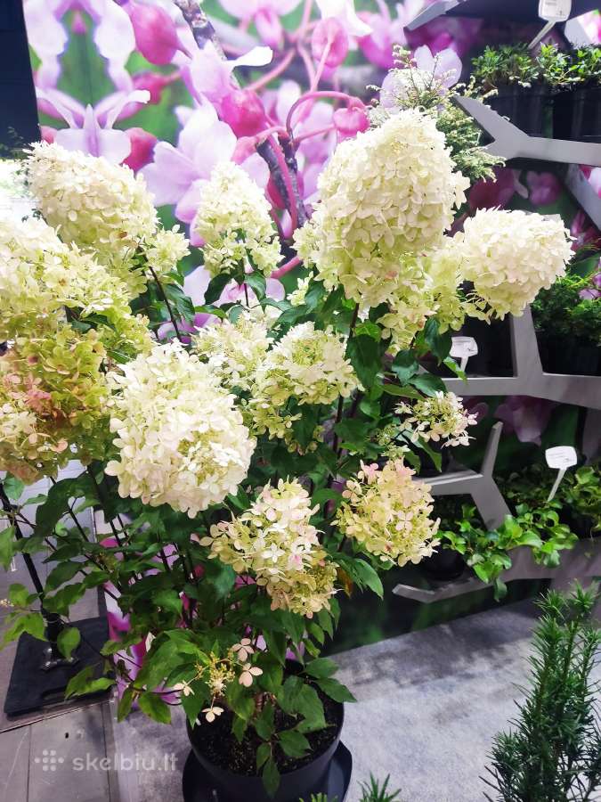 Šluotelinės hortenzijos, daugiamečiai augalai - nuotraukos Nr. 20