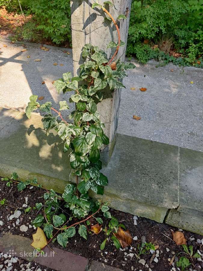Šluotelinės hortenzijos, daugiamečiai augalai - nuotraukos Nr. 38