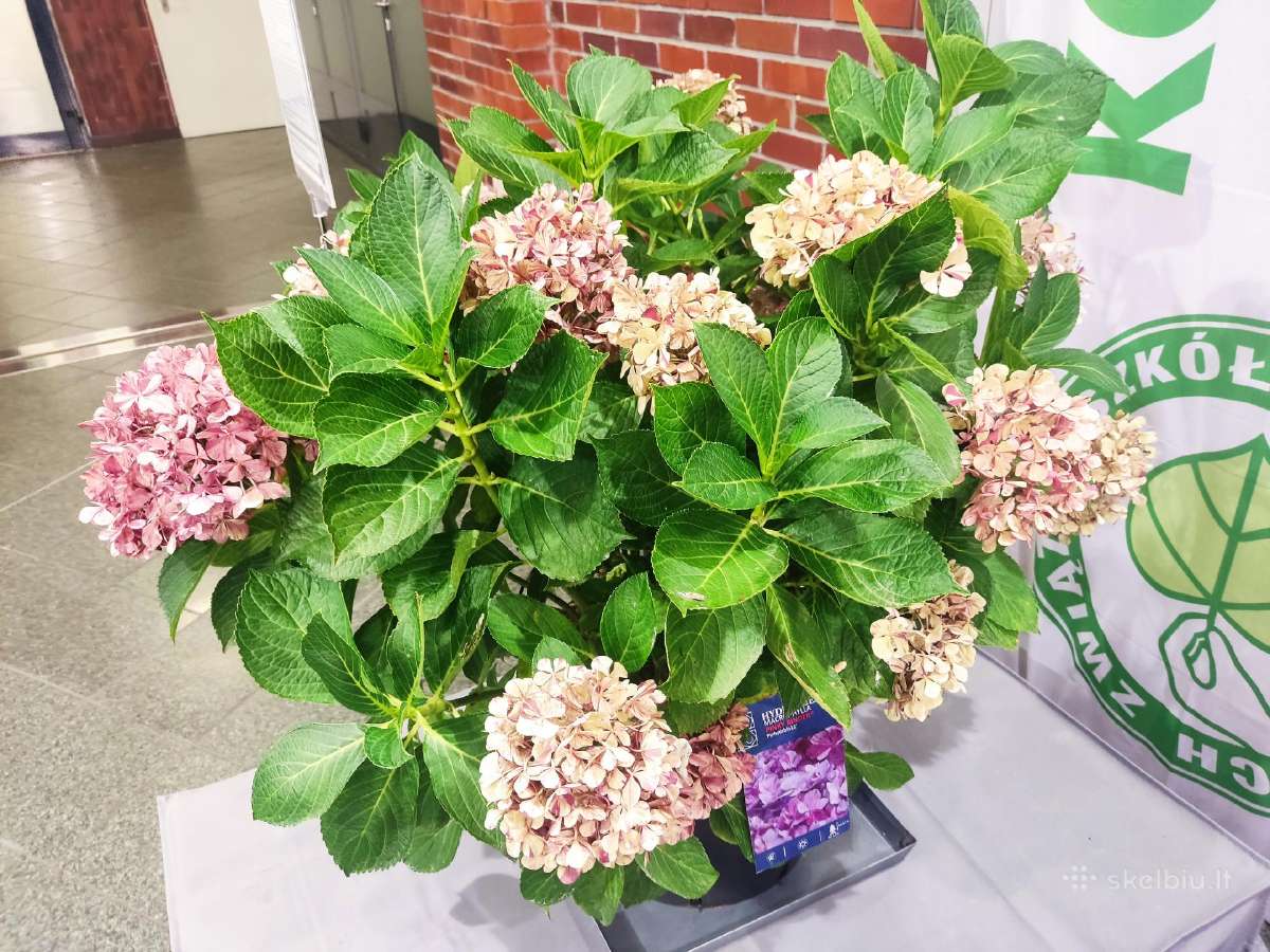 Šluotelinės hortenzijos, daugiamečiai augalai - nuotraukos Nr. 19