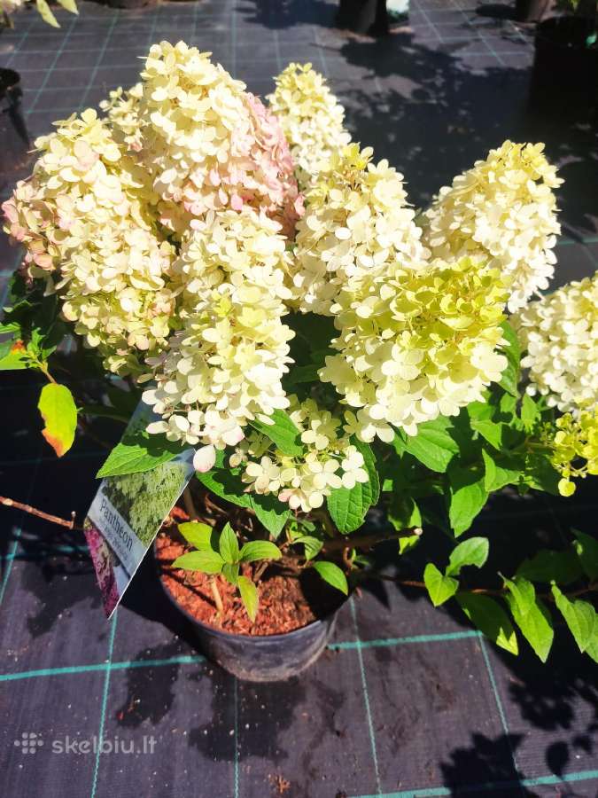 Šluotelinės hortenzijos, daugiamečiai augalai - nuotraukos Nr. 8