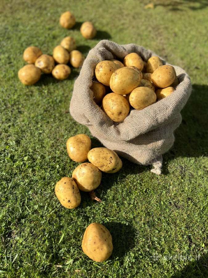 Maistinės bulvės 0,50ct - nuotraukos Nr. 10