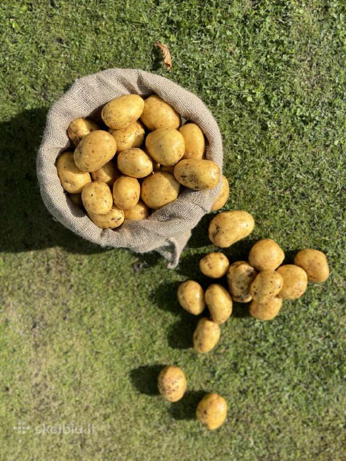 Maistinės bulvės 0,50ct - nuotraukos Nr. 3