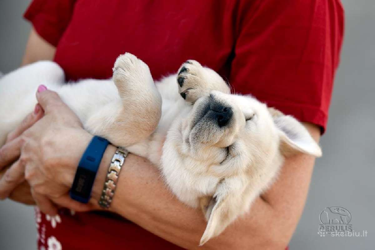 Kilmingi Labradoro retriverių veislės šuniukai - nuotraukos Nr. 15