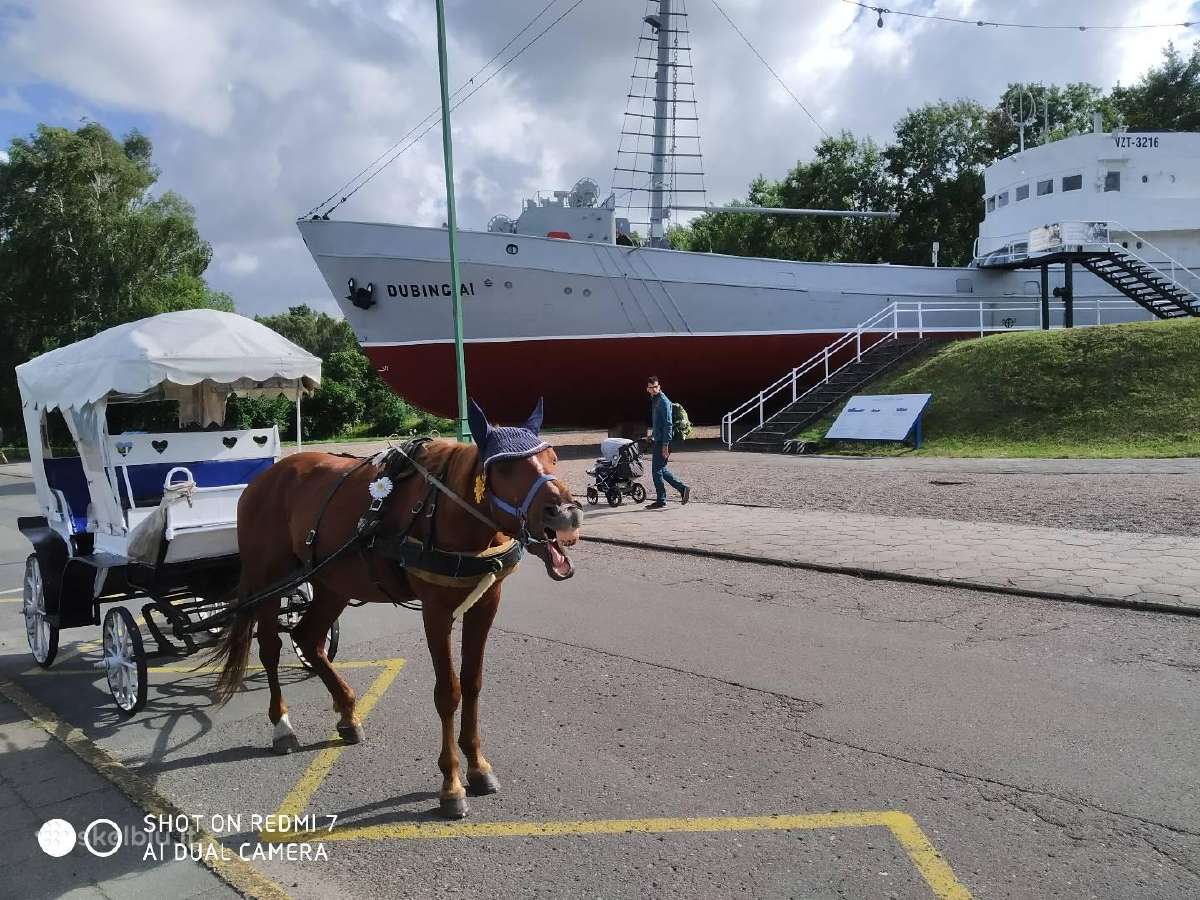 Rusų ristūnas, gimęs 2015-07-01 - nuotraukos Nr. 6