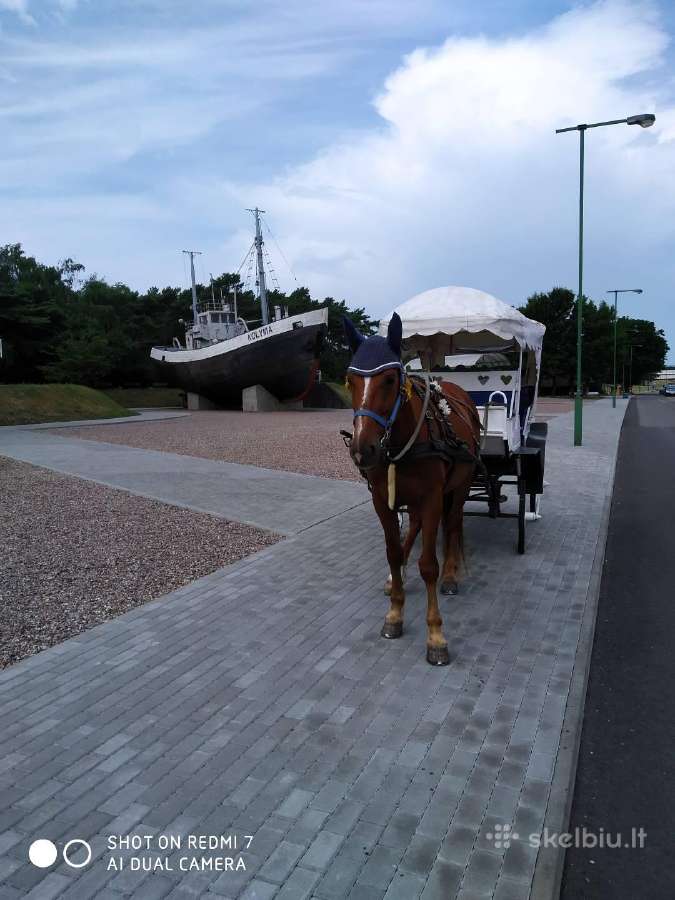 Rusų ristūnas, gimęs 2015-07-01 - nuotraukos Nr. 8