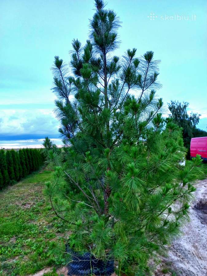 Tujos smaragd- atvežame pasodiname - nuotraukos Nr. 13