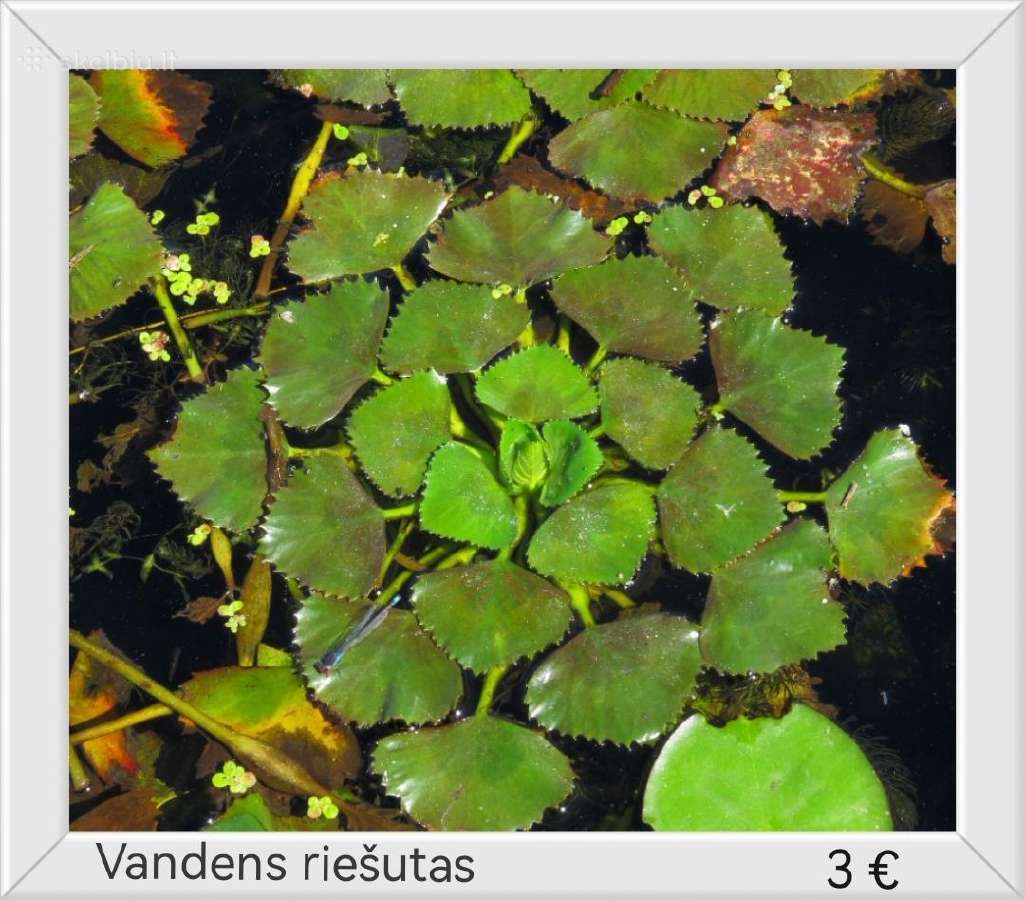 Vandens lelijos, pakrančių augalai, apželdinimas - nuotraukos Nr. 38