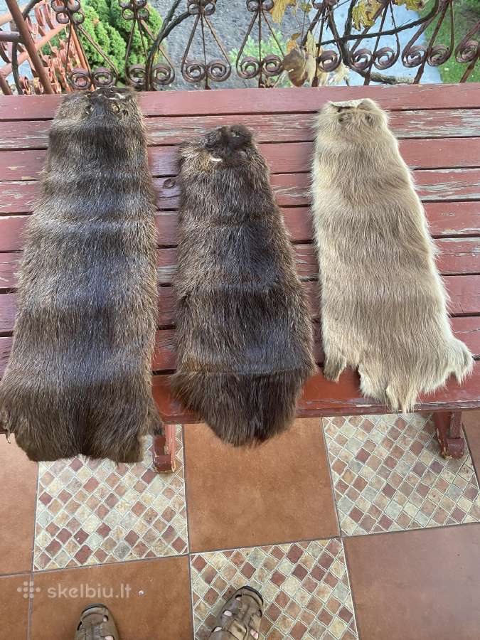 Parduodami nutrijos kailiai