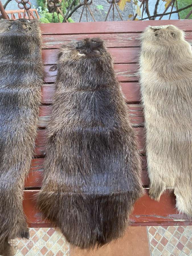Parduodami nutrijos kailiai - nuotraukos Nr. 5