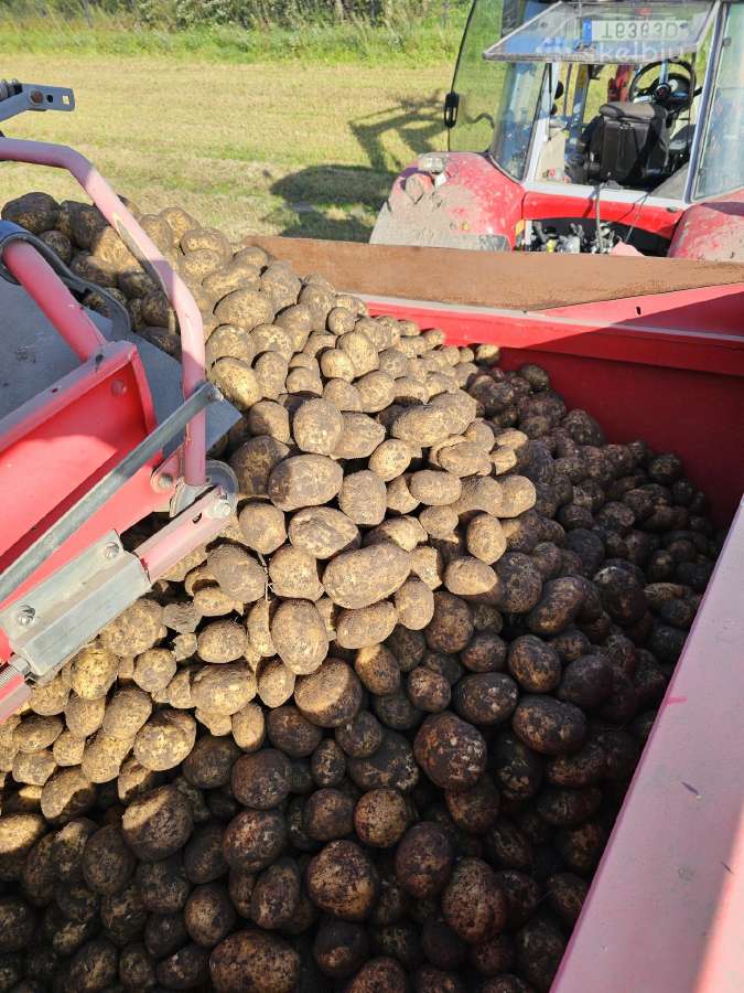 Bulvės maistinės pašarinės - nuotraukos Nr. 22