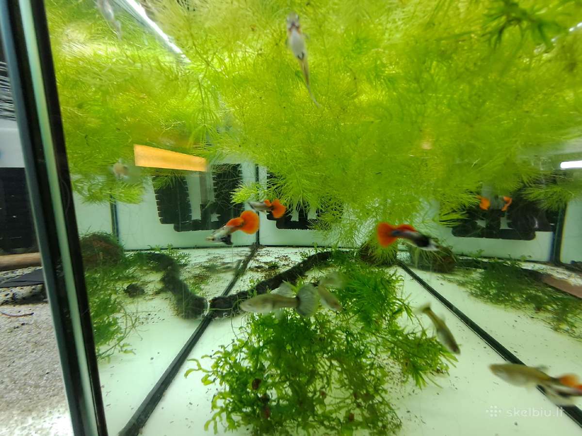 Žuvytės. Gupijos. Guppy. - nuotraukos Nr. 7
