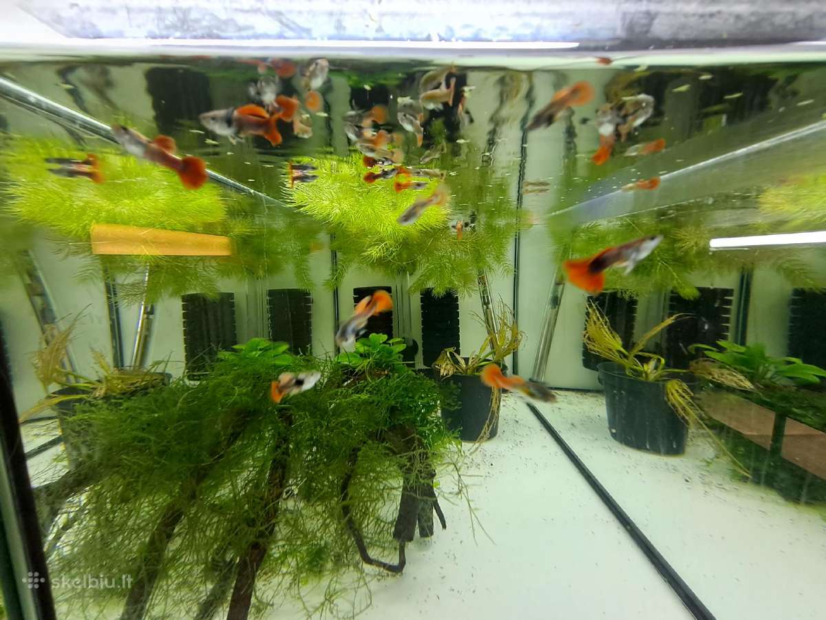 Žuvytės. Gupijos. Guppy. - nuotraukos Nr. 8