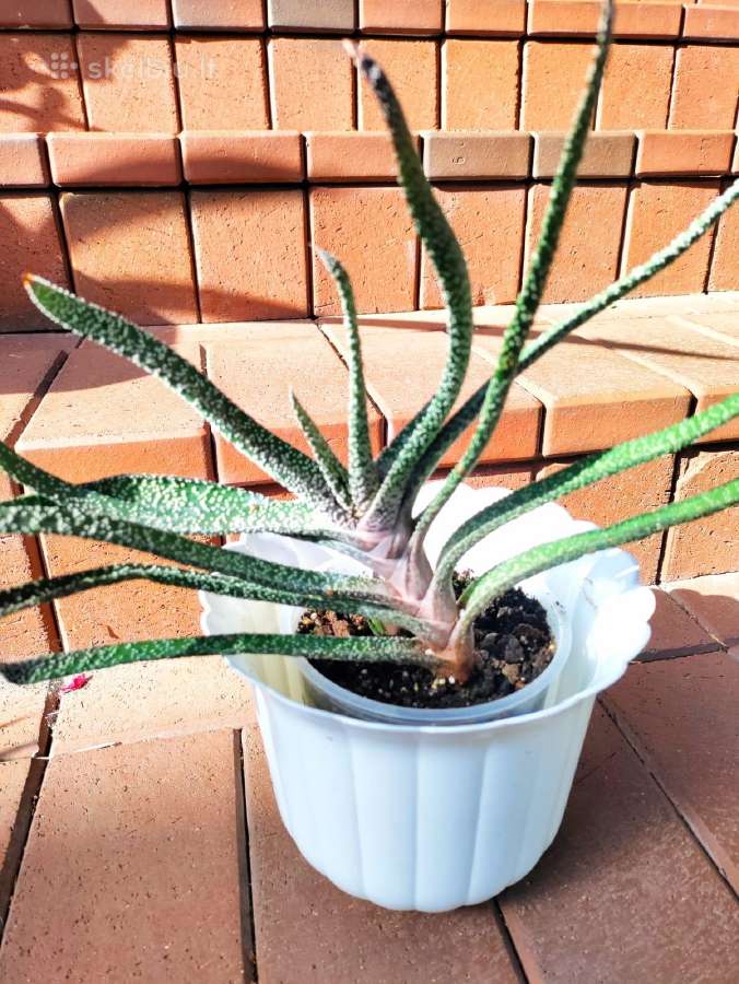 Kambarinė gėlė "Gasteria" - nuotraukos Nr. 3