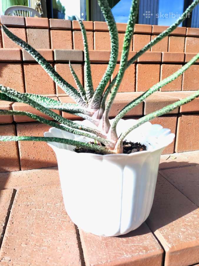Kambarinė gėlė "Gasteria" - nuotraukos Nr. 5
