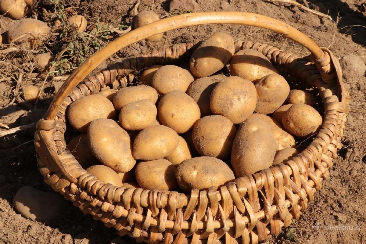 Parduodamos sėklninių dydžio bulvės