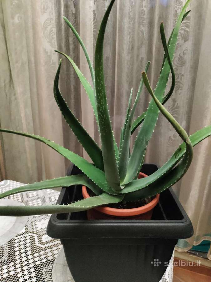 Kambarinė gėlė gydomasis"alijošas"iš Tenerifė. - nuotraukos Nr. 5