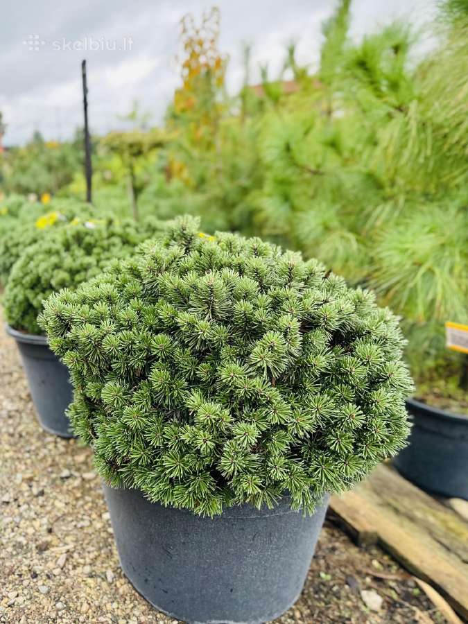 Miskantai, Bonsai, Kadagiai, Tujos, Skroblai. - nuotraukos Nr. 12