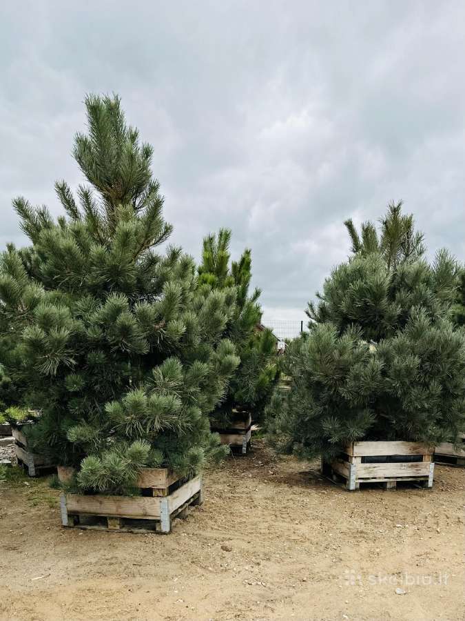 Tujos Smaragd Brabant Juodosios Kalninės Pušys - nuotraukos Nr. 21