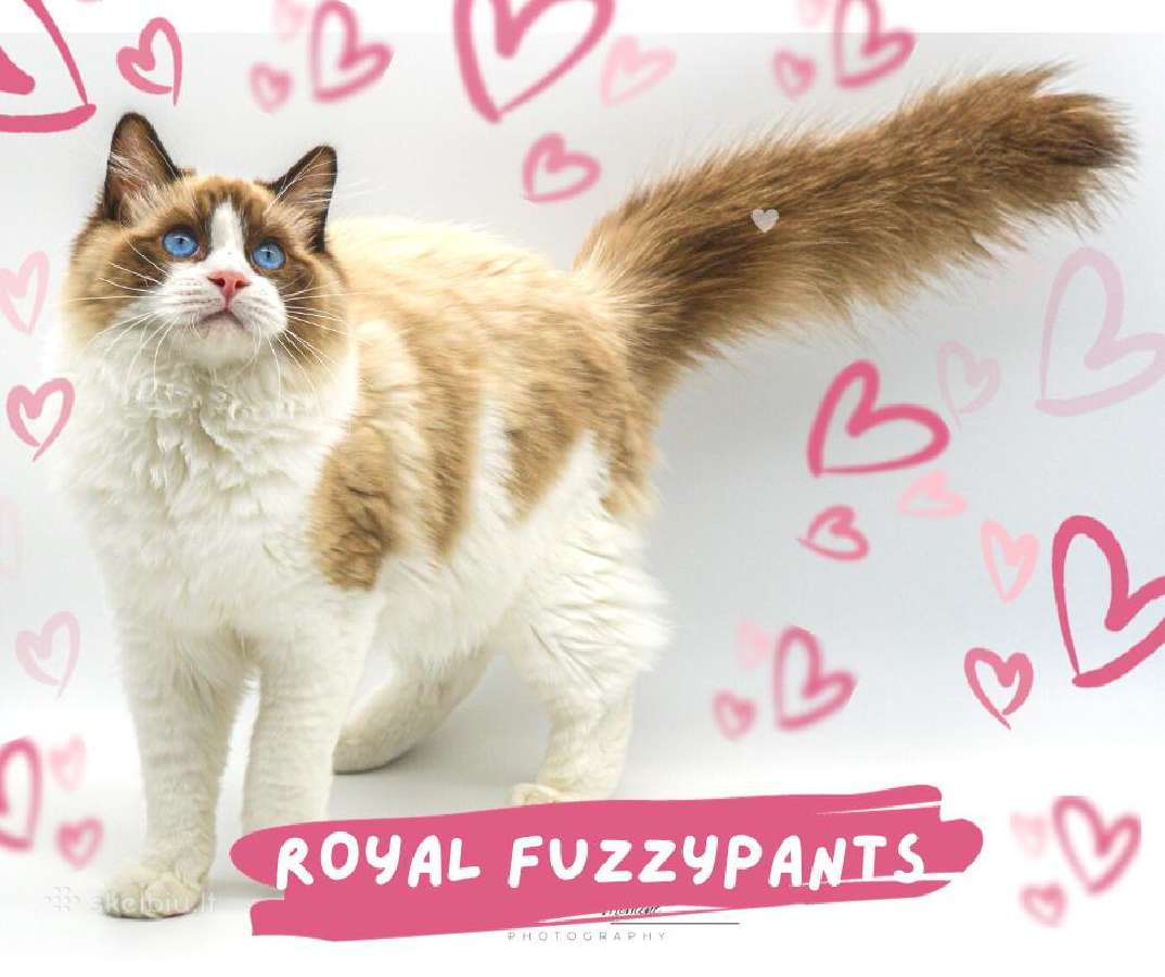 Ragdoll Veislynas Rezervacija - nuotraukos Nr. 9