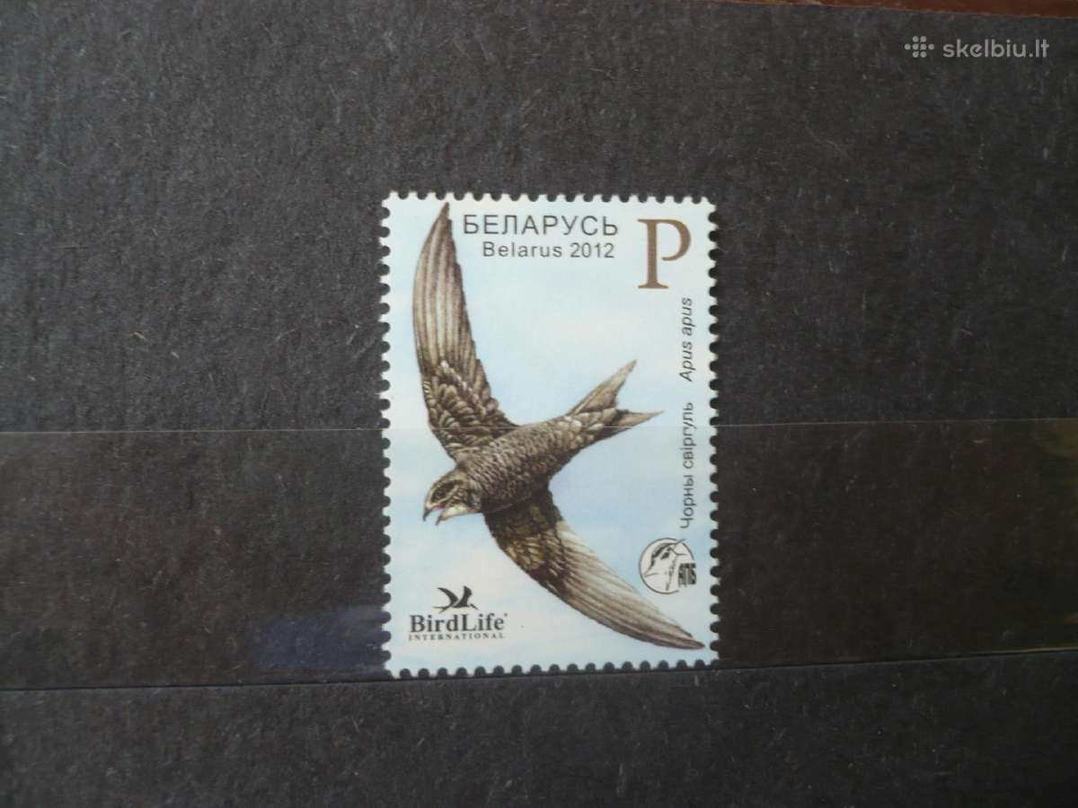 2012 metų paukštis – Black Swift Mhn