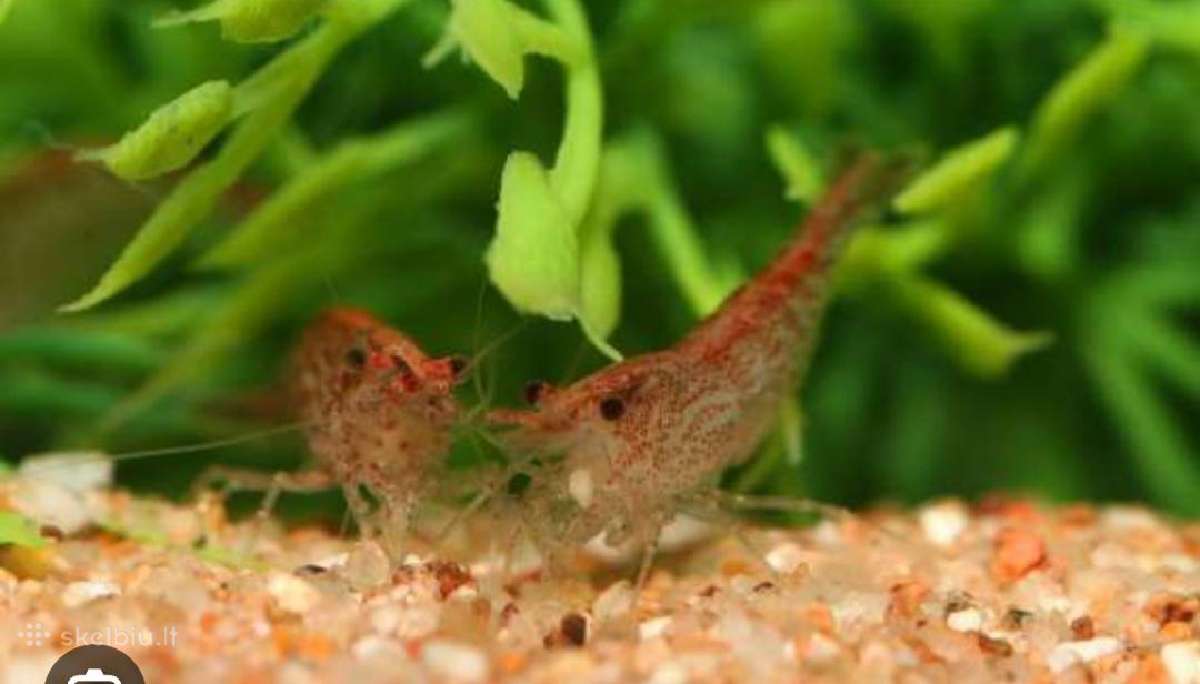 Skaidrios krevetes Red Cherry - nuotraukos Nr. 2