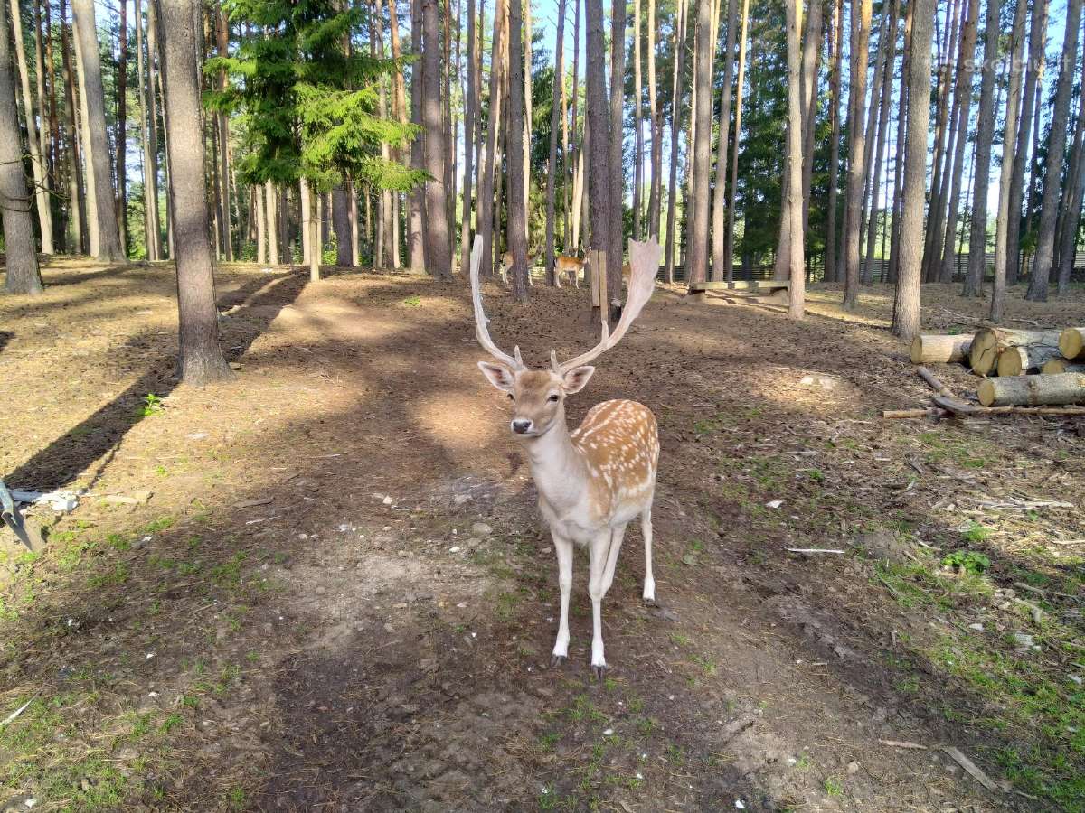 Namelio su kubilu ir pirties nuoma - nuotraukos Nr. 9