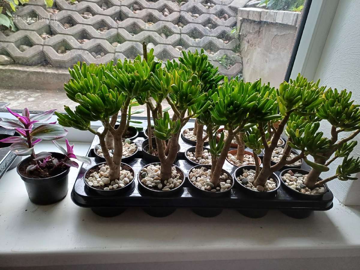 Sekulentas 'Šreko ausys' - nuotraukos Nr. 7